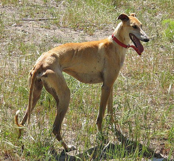 Le Galgo Espagnol Galgo_espagnol_Hembra_jpg