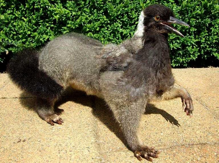 http://a35.idata.over-blog.com/3/26/36/77/Taxidermiste/opossum-tete-oiseau.jpg
