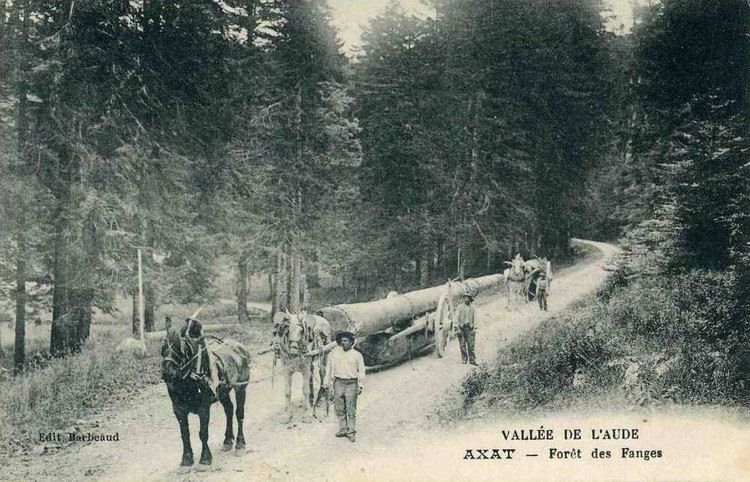 Axat-la-foret-des-Fanges-transport-du-bois-en-1900